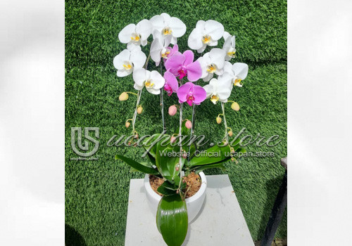 IMG-PRODUCT