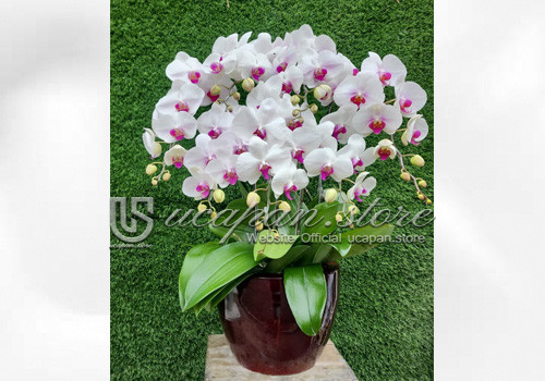 IMG-PRODUCT